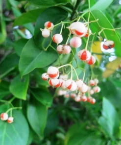 Manhattan Euonymus Evergreen Shrub Live Plant – Pinkish Fruit, 2.5