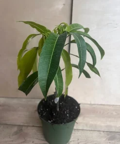 Manila Mango in 10