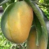 Manila Mango in 10" Pot, grafted - Image 1