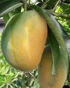 Manila Mango in 10