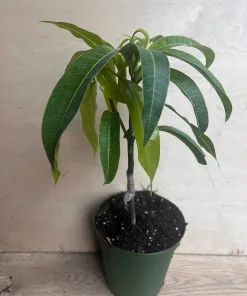 Manila Mango in 10