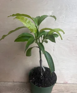 Manila Mango in 10