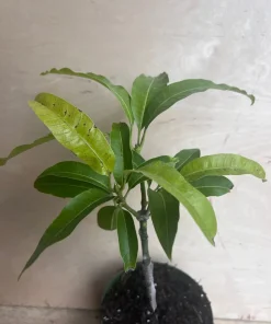 Manila Mango in 10
