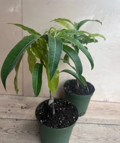 Manila Mango in 10