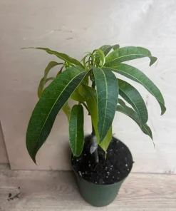 Manila Mango in 10