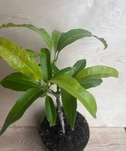 Manila Mango in 10
