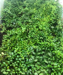 Marcgravia Sintenisii Cutting - Shingling Vine Live Plant - 10-15 Leaves - Image 2