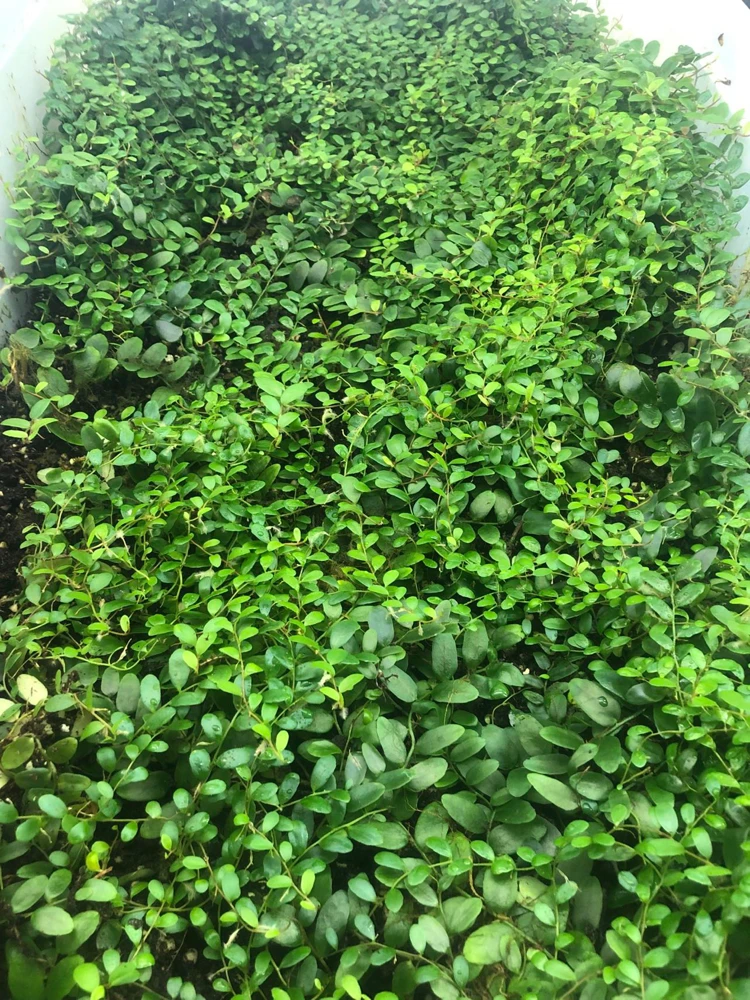 Marcgravia Sintenisii Cutting - Shingling Vine Live Plant - 10-15 Leaves - Image 2