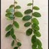 Marcgravia Sintenisii Cutting - Shingling Vine Live Plant - 10-15 Leaves - Image 1