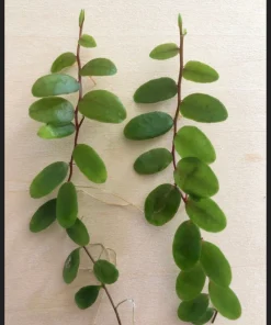 Marcgravia Sintenisii Cutting - Shingling Vine Live Plant - 10-15 Leaves - Image 1