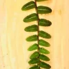 Marcgravia Umbellata Live Plant – Rare Houseplant – Rooted & Established - Image 1