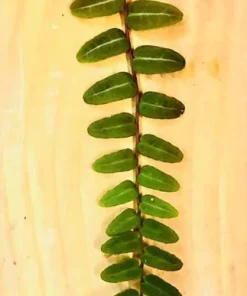 Marcgravia Umbellata Live Plant – Rare Houseplant – Rooted & Established - Image 1