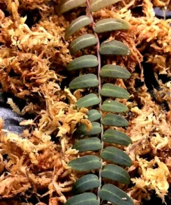 Marcgravia Umbellata Live Plant – Rare Houseplant – Rooted & Established - Image 2