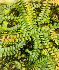 Marcgravia Umbellata Live Plant – Rare Houseplant – Rooted & Established - Image 5