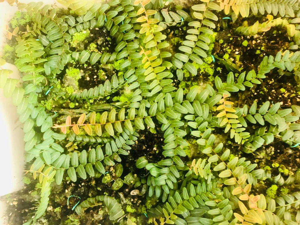 Marcgravia Umbellata Live Plant - Rooted Medium Size - Rare Houseplant - Image 4