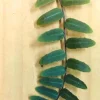 Marcgravia Umbellata Live Plant - Rooted Medium Size - Rare Houseplant - Image 1