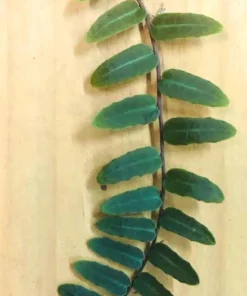 Marcgravia Umbellata Live Plant - Rooted Medium Size - Rare Houseplant - Image 1