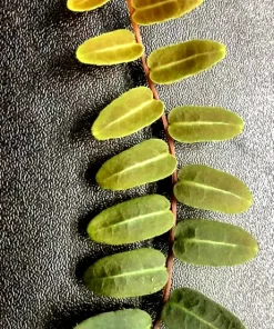 Marcgravia Umbellata Live Plant - Rooted Tropical Houseplant - Image 2