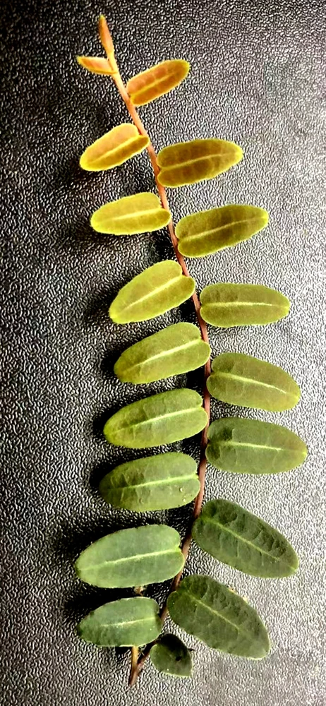 Marcgravia Umbellata Live Plant - Rooted Tropical Houseplant - Image 2