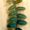 Marcgravia Umbellata Live Plant - Rooted Tropical Houseplant - Image 1