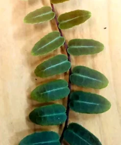 Marcgravia Umbellata Live Plant - Rooted Tropical Houseplant - Image 1