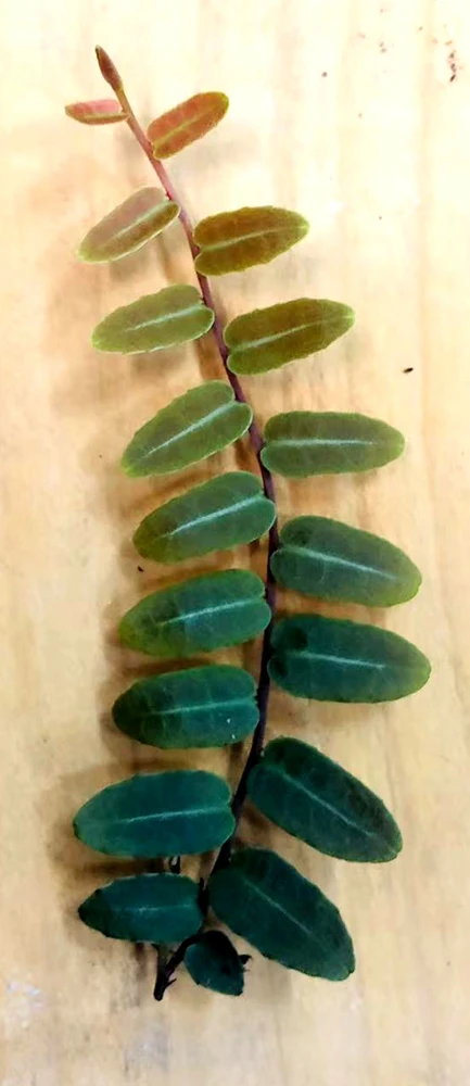 Marcgravia Umbellata Live Plant - Rooted Tropical Houseplant - Image 1