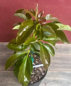 Marcus Pumpkin Avocado Tree, Cold Hardy, Grafted in 3 GallonS Pot - Image 2