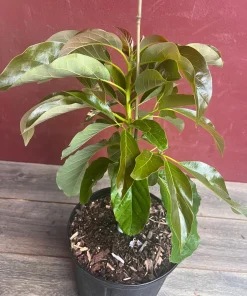 Marcus Pumpkin Avocado Tree, Cold Hardy, Grafted in 3 GallonS Pot - Image 3