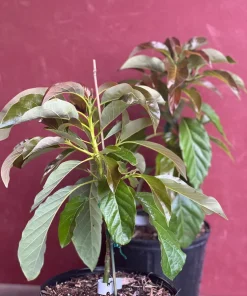 Marcus Pumpkin Avocado Tree, Cold Hardy, Grafted in 3 GallonS Pot - Image 4