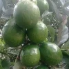 Marcus Pumpkin Avocado Tree, Cold Hardy, Grafted in 3 GallonS Pot - Image 1