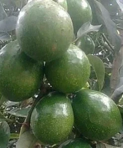 Marcus Pumpkin Avocado Tree, Cold Hardy, Grafted in 3 GallonS Pot - Image 1