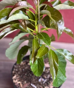 Marcus Pumpkin Avocado Tree, Cold Hardy, Grafted in 3 GallonS Pot - Image 5