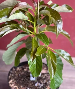 Marcus Pumpkin Avocado Tree, Cold Hardy, Grafted in 3 GallonS Pot - Image 6