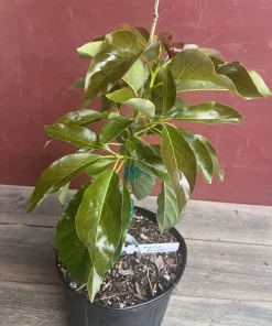 Marcus Pumpkin Avocado Tree, Cold Hardy, Grafted in 3 GallonS Pot - Image 7