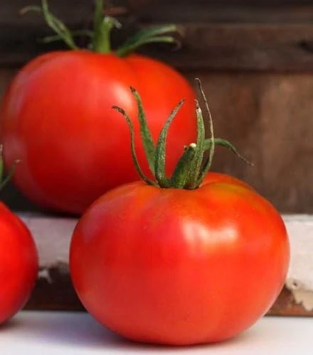 Marglobe Tomato Seeds - Heirloom, Determinate, Fusarium Resistant - 50 Seeds - Image 1