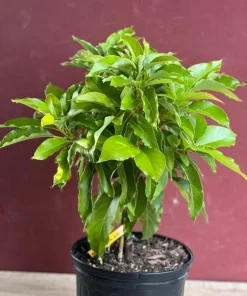 Maria Black Avocado Tree , Grafted in 3 Gallons Pot, No Ship to CA and HI - Image 2