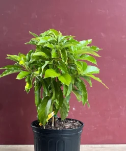 Maria Black Avocado Tree , Grafted in 3 Gallons Pot, No Ship to CA and HI - Image 3