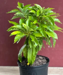 Maria Black Avocado Tree , Grafted in 3 Gallons Pot, No Ship to CA and HI - Image 4