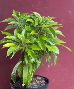 Maria Black Avocado Tree , Grafted in 3 Gallons Pot, No Ship to CA and HI - Image 5
