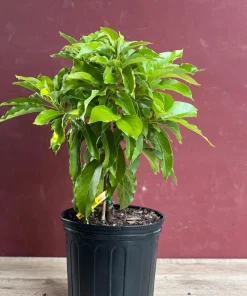 Maria Black Avocado Tree , Grafted in 3 Gallons Pot, No Ship to CA and HI - Image 6