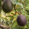 Maria Black Avocado Tree , Grafted in 3 Gallons Pot, No Ship to CA and HI - Image 1