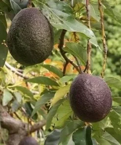 Maria Black Avocado Tree , Grafted in 3 Gallons Pot, No Ship to CA and HI - Image 1