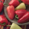 Mariachi Pepper Seeds - 10 Count - Mildly Hot & Flavorful - Image 1