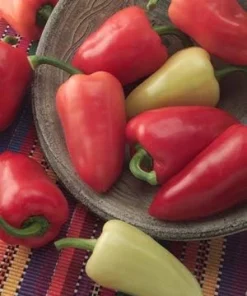 Mariachi Pepper Seeds - 10 Count - Mildly Hot & Flavorful - Image 1
