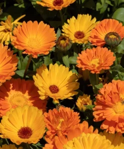 Marigold Fancy Mix Seeds - 500 Count - Orange, Yellow & Red Shades - Calendula Officinalis - Image 10