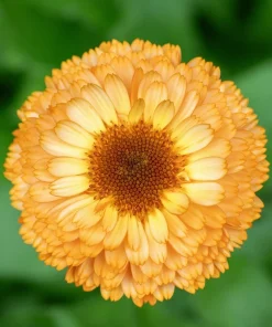 Marigold Fancy Mix Seeds - 500 Count - Orange, Yellow & Red Shades - Calendula Officinalis - Image 11