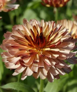 Marigold Fancy Mix Seeds - 500 Count - Orange, Yellow & Red Shades - Calendula Officinalis - Image 12