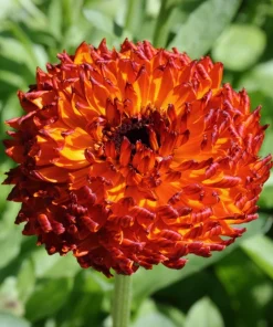 Marigold Fancy Mix Seeds - 500 Count - Orange, Yellow & Red Shades - Calendula Officinalis - Image 13