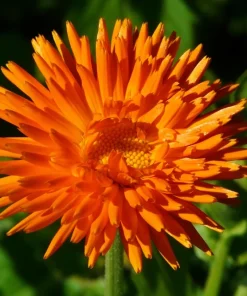 Marigold Fancy Mix Seeds - 500 Count - Orange, Yellow & Red Shades - Calendula Officinalis - Image 14