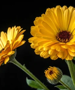 Marigold Fancy Mix Seeds - 500 Count - Orange, Yellow & Red Shades - Calendula Officinalis - Image 15